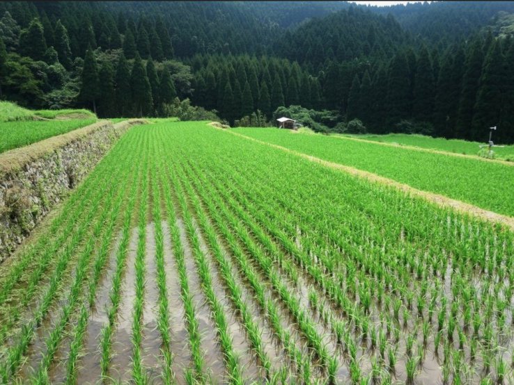 From Rice Fields to Urban Centers: Tracing the Evolution of Japanese Land Use Patterns